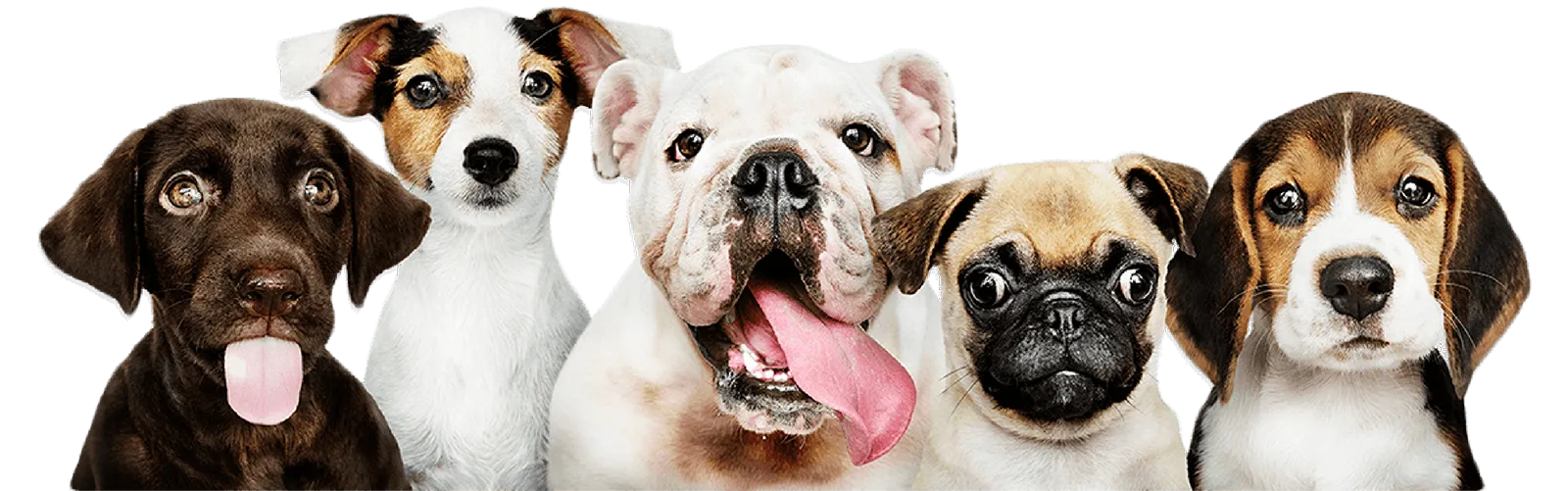 Pet cared for by Lil' Rascals Pet Sitting